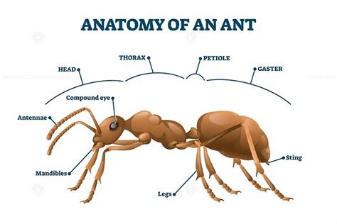 ant thorax diagram 